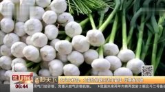 大蒜價(jià)格最新行情播報(bào)，多元觀點(diǎn)分析與市場(chǎng)波動(dòng)探討