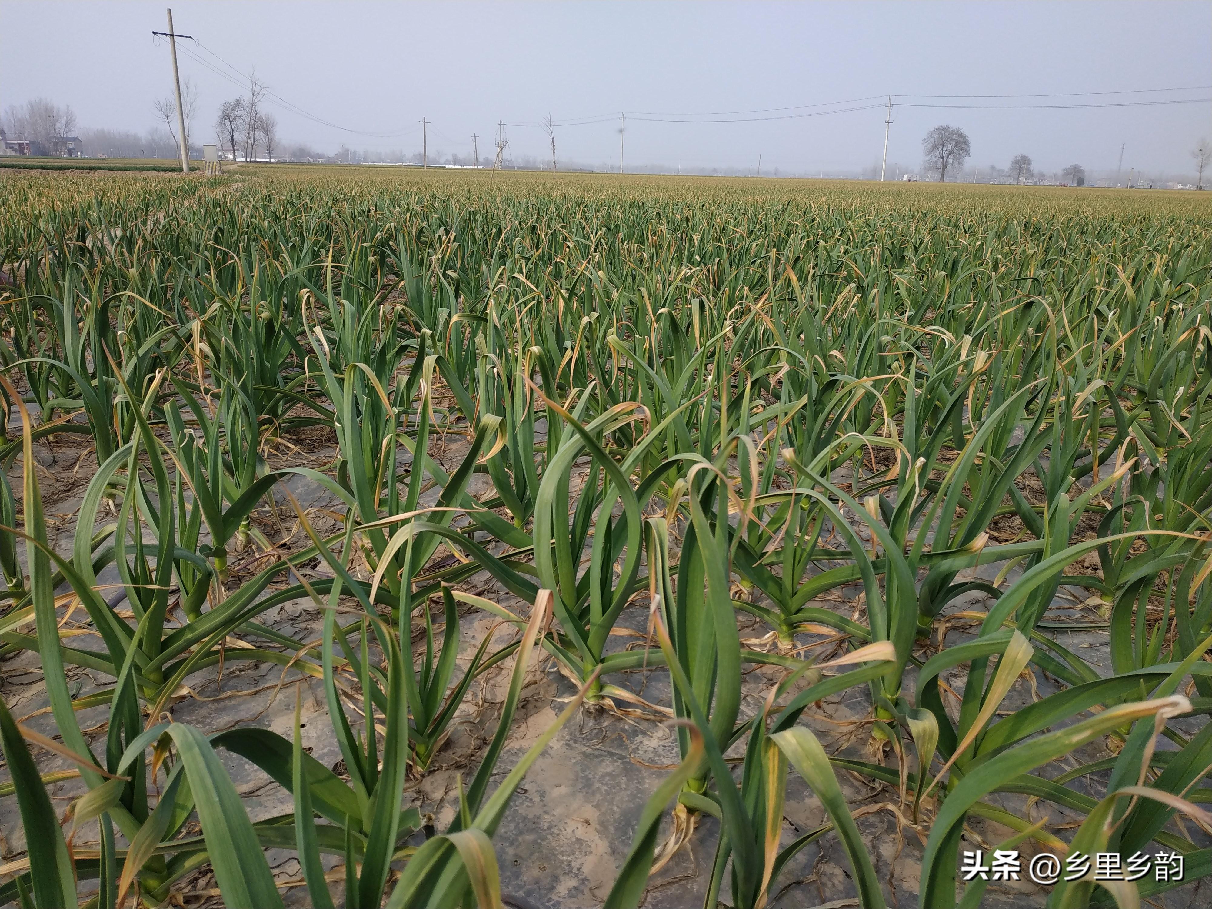 今年大蒜市場行情分析與展望