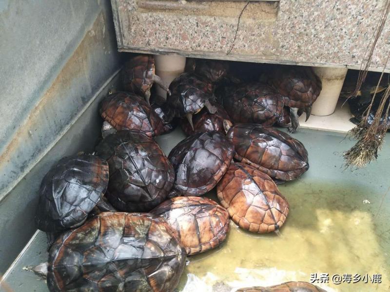 欽州石龜市場深度解析，最新行情與探秘市場價